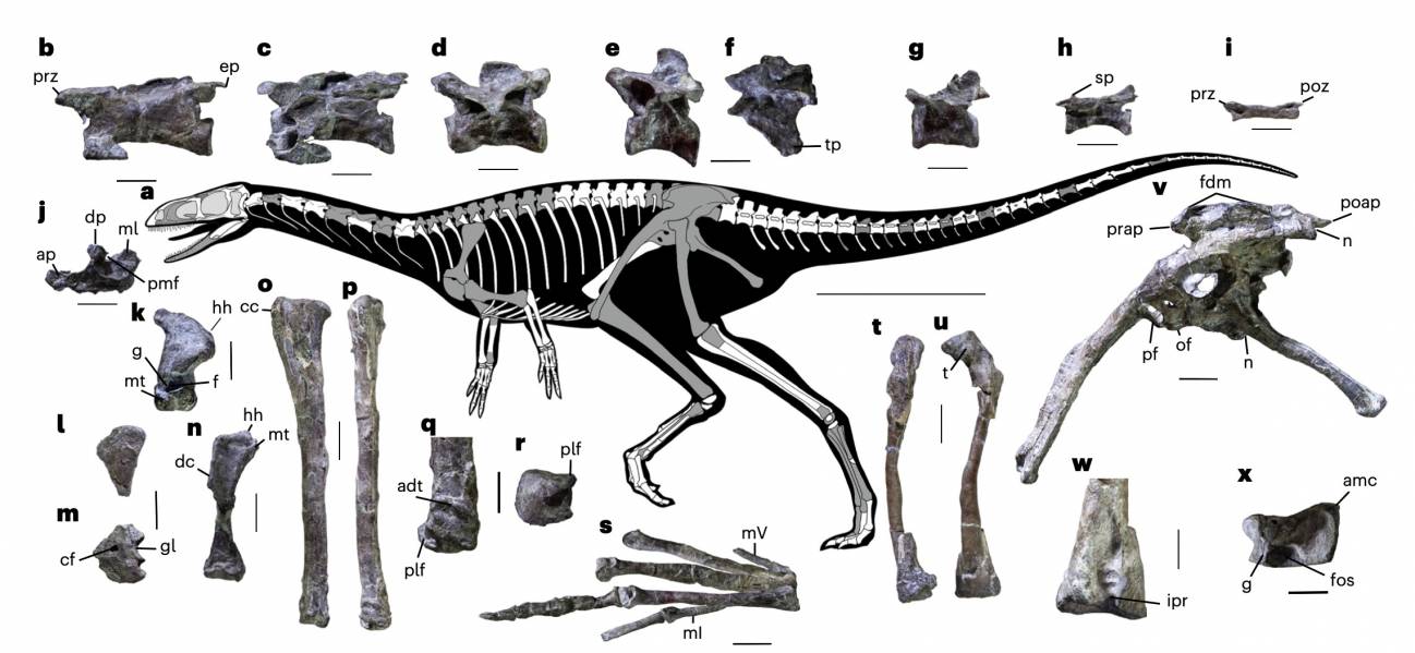 Anteavis crurilongus