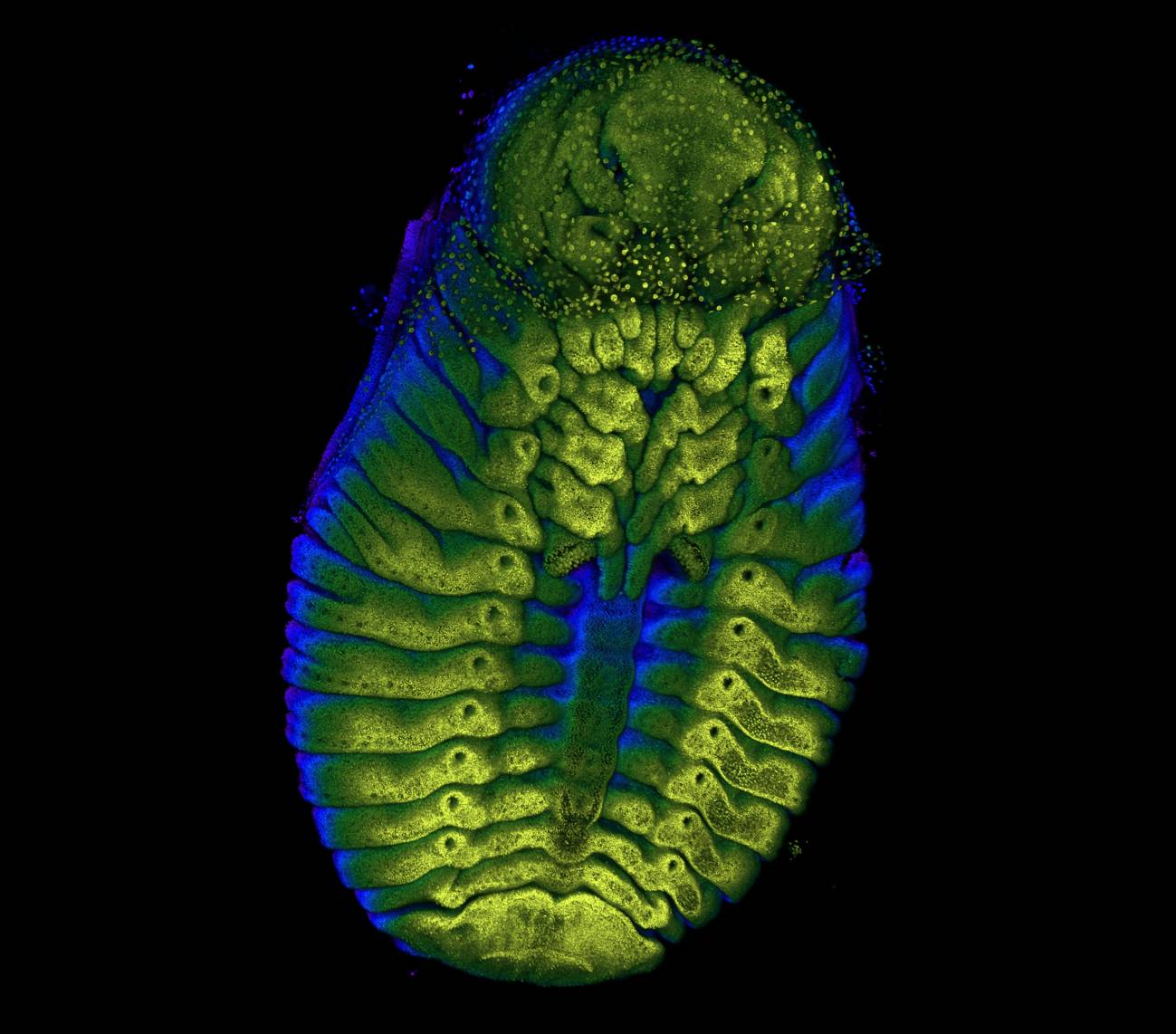 Embrión de 'Onthophagus taurus', un escarabajo pelotero cabeza de toro. / Zattara (Nikon’s Small World)
