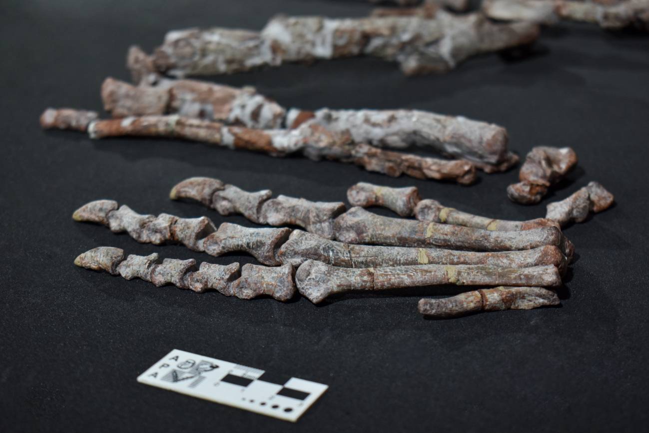 Pie izquierdo de Huayracursor. Los científicos encontraron casi todo el cuerpo de este animal menos el cráneo. / CRILAR