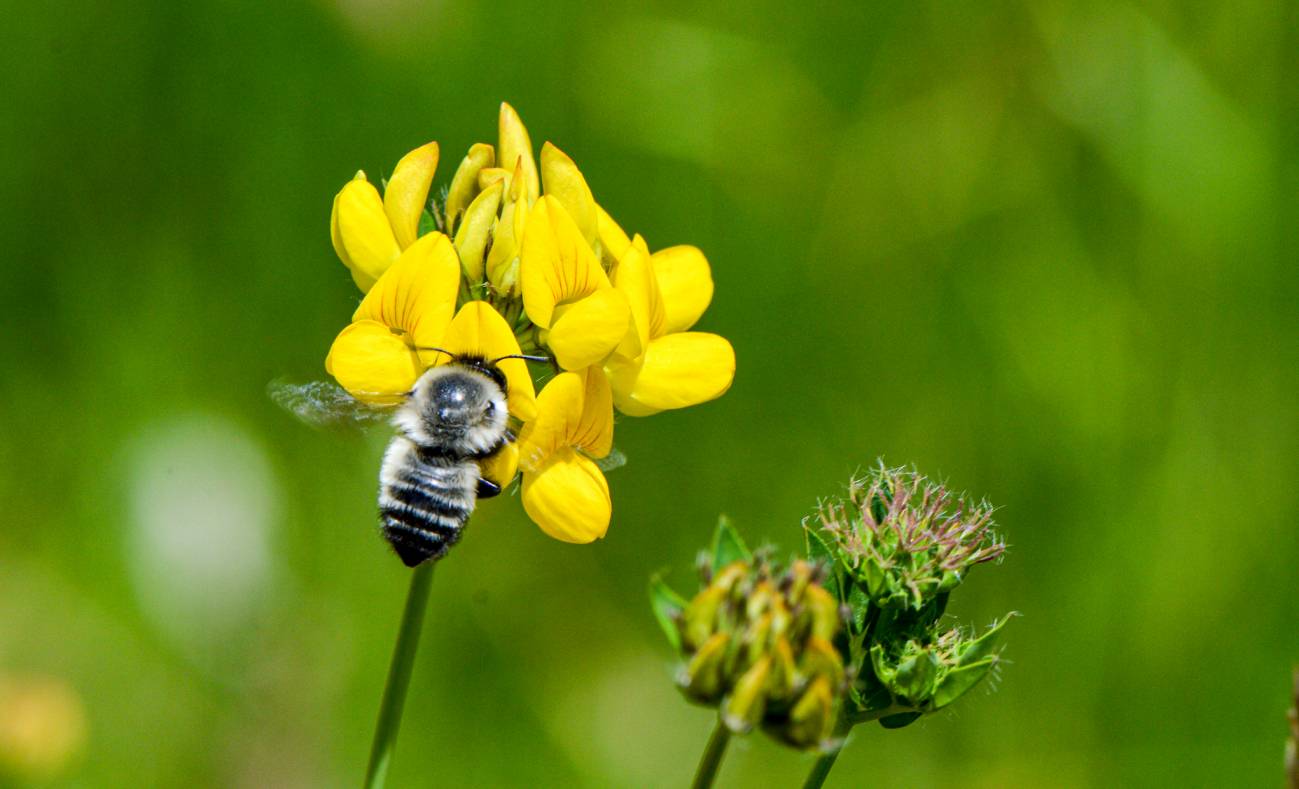 polización abejas zattara
