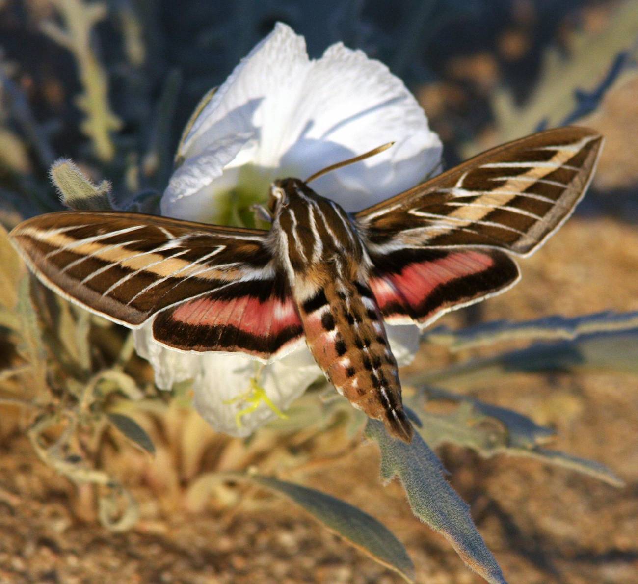 Polilla halcón sobre una flor. / Ron Wolf
