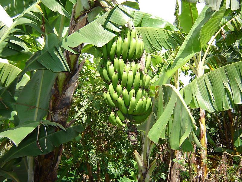 En algunas regiones, los bananos y los frijoles representan la única fuente de alimentos. /  Pixabay