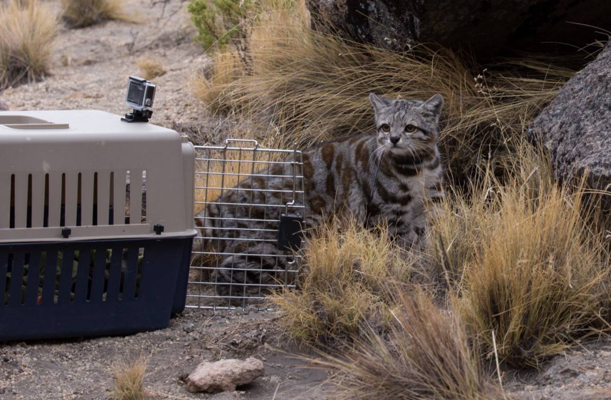 Tras cinco meses de rehabilitación, el gato andino “Jacobo” fue liberado con un radio-collar con el que los científicos pudieron seguir sus movimientos. / Alianza Gato Andino.
