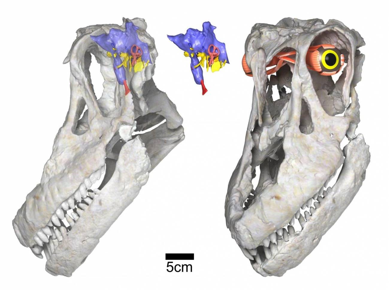 Representaciones digitales del cráneo y del cerebro del titanosaurio Sarmientosaurus musacchioi, descubierto en Argentina. / WitmerLab, Universidad de Ohio