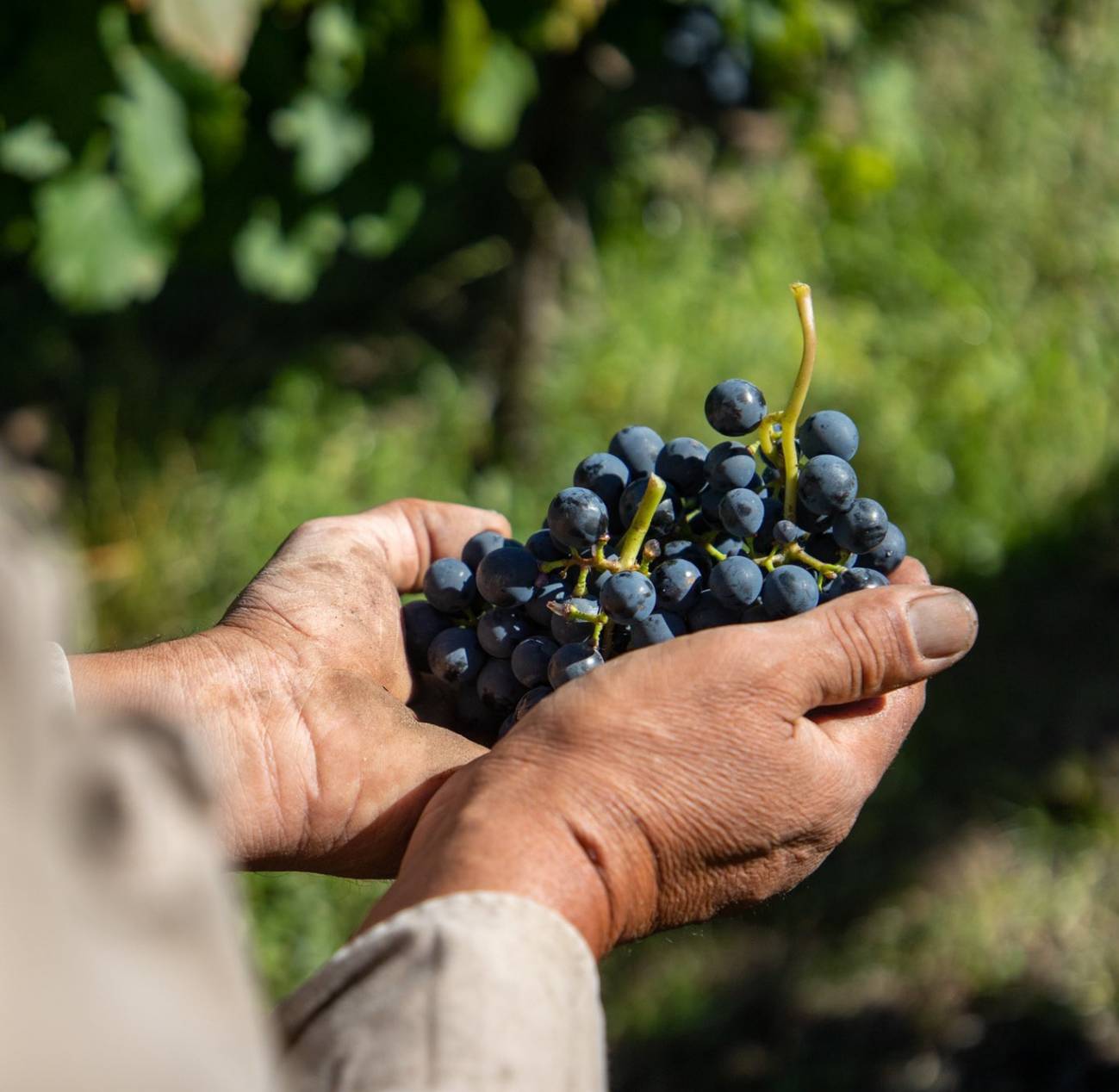 En Argentina, el cambio climático está impulsando a cultivar a mayor altura, en zonas cercanas a los 1300 o 1500 metros sobre el nivel del mar. /Bodega Catena Zapata