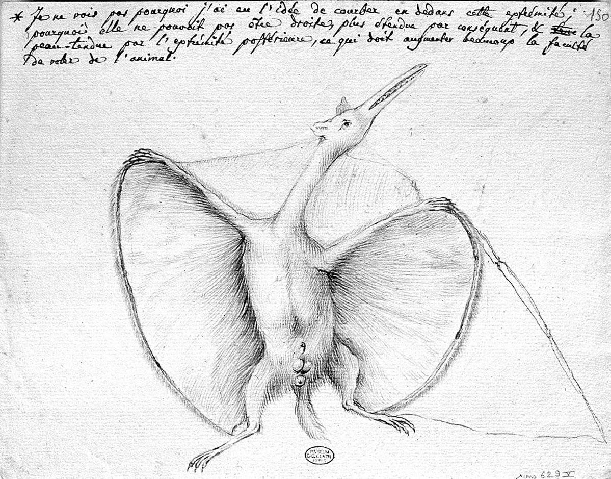 Primer fósil documentado de pterosaurio. El naturalista francés Georges Cuvier lo llamó en 1809 “ptéro-dactyle” ("dedo alado") / Carnegie Museum of Natural History