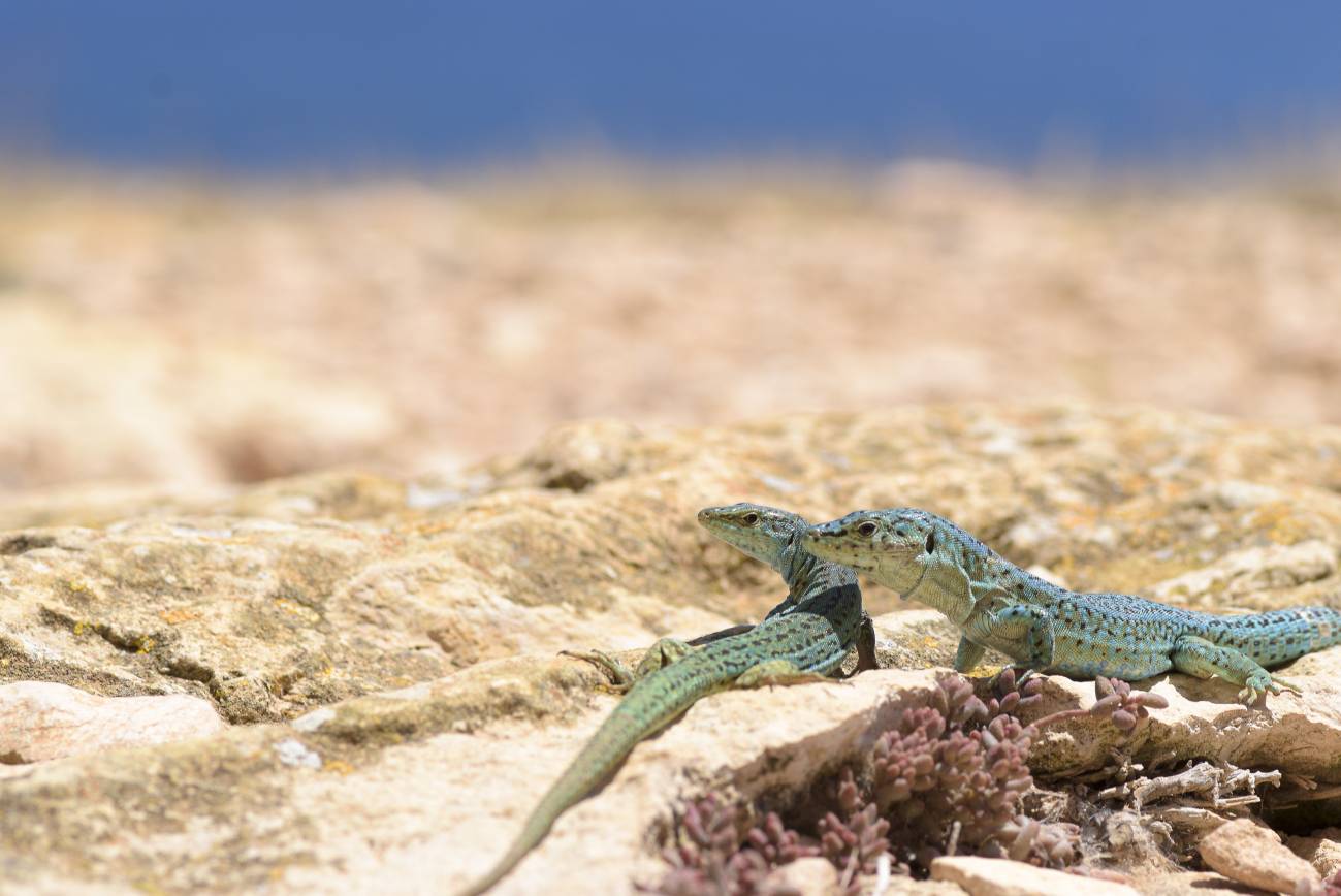 Lagartija de las Pitiusas en Ibiza. /  Guillem Casbas (CREAF)