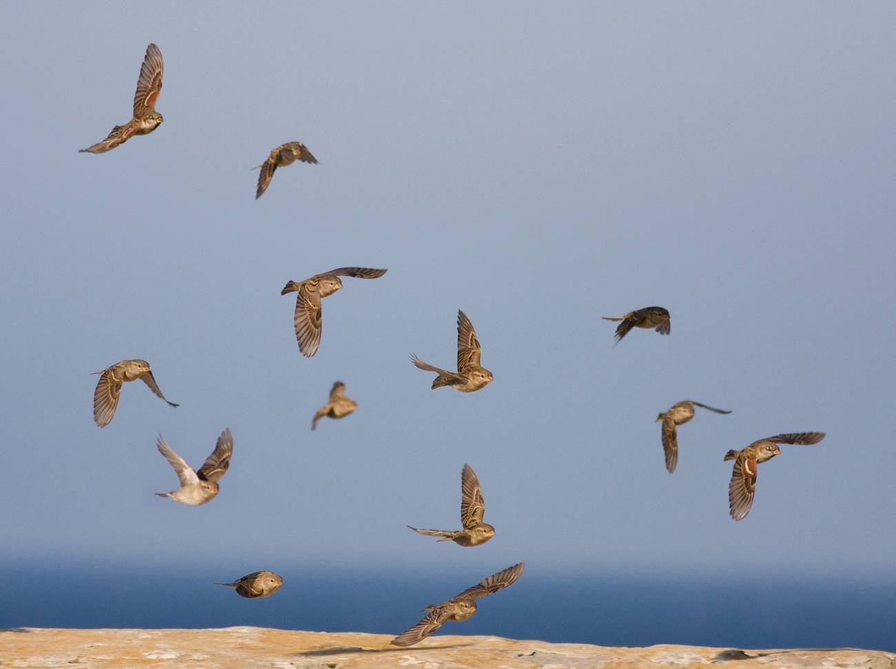 Aves a su paso por Tarifa / © John Wright