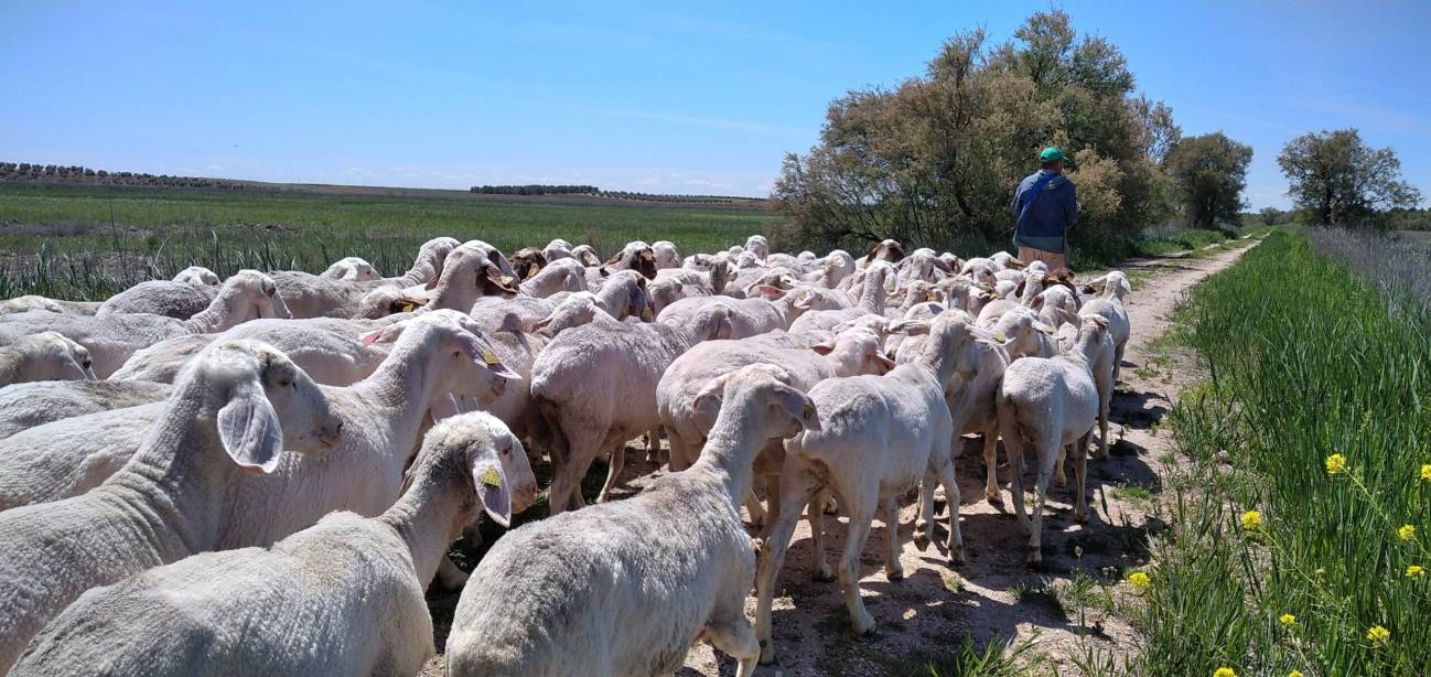 Recuperar la presencia del ganado no solo ayuda a prevenir el fuego, sino que aporta múltiples beneficios al paisaje y la economía local. / Naturaleza Pastoreada