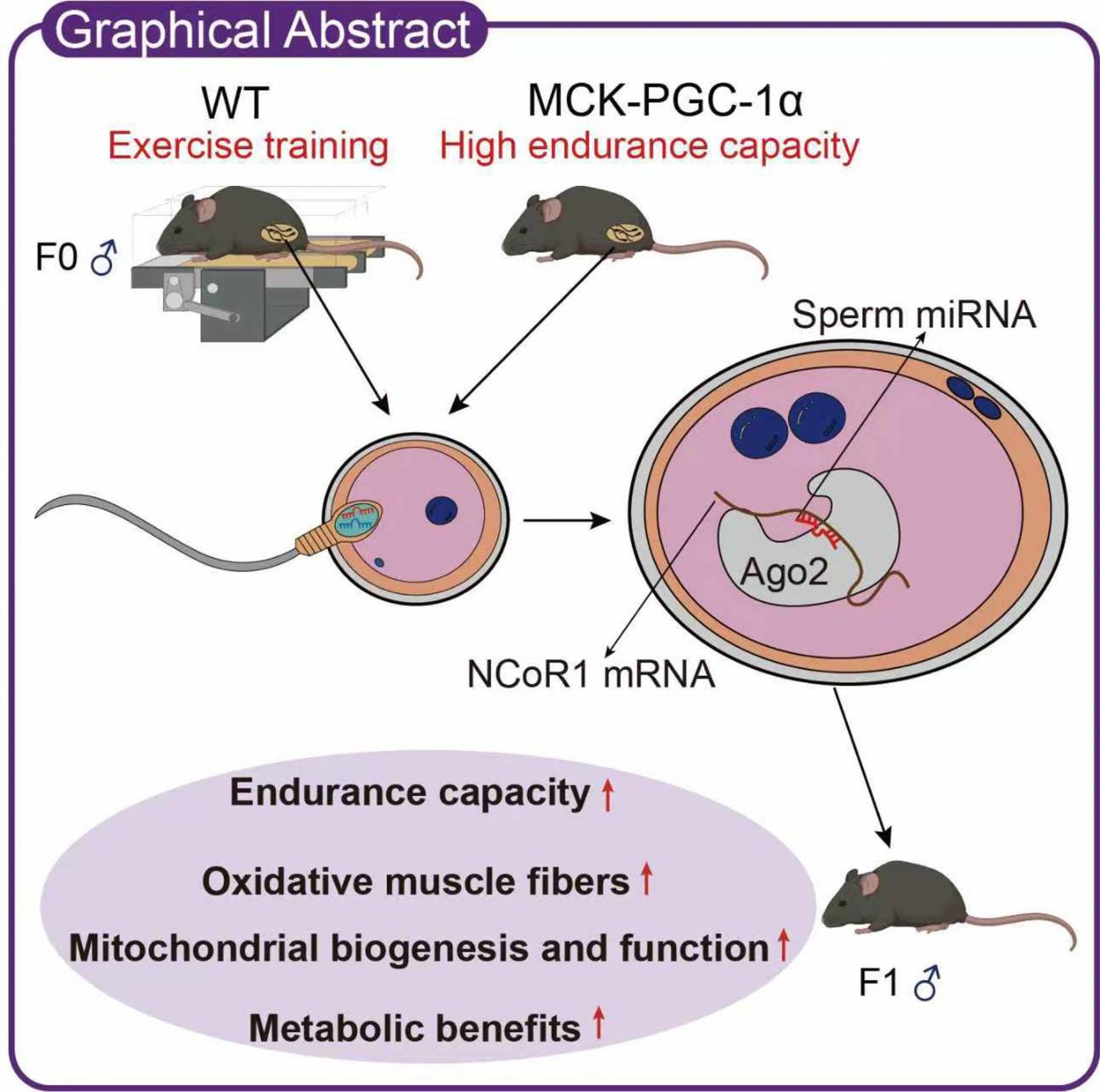 Gráfico que explica cómo el ejercicio paterno mejora la resistencia y la salud metabólica de la descendencia a través de los microARN del esperma./ ‘Cell Metabolism’