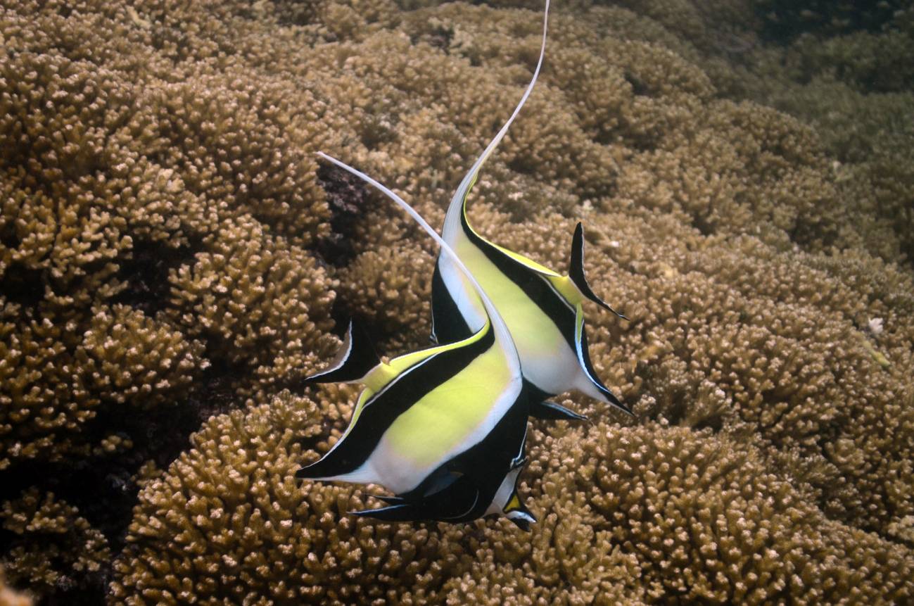 Arrecife de coral en Pacífico Oriental Tropical. / Fernando A. Xapata