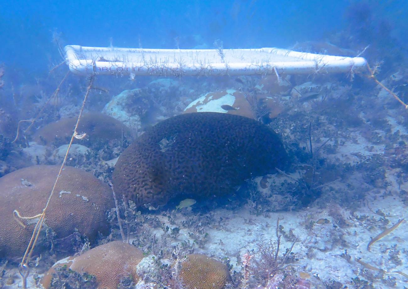 Un coral bajo una estructura de sombreado. / Karen Neely