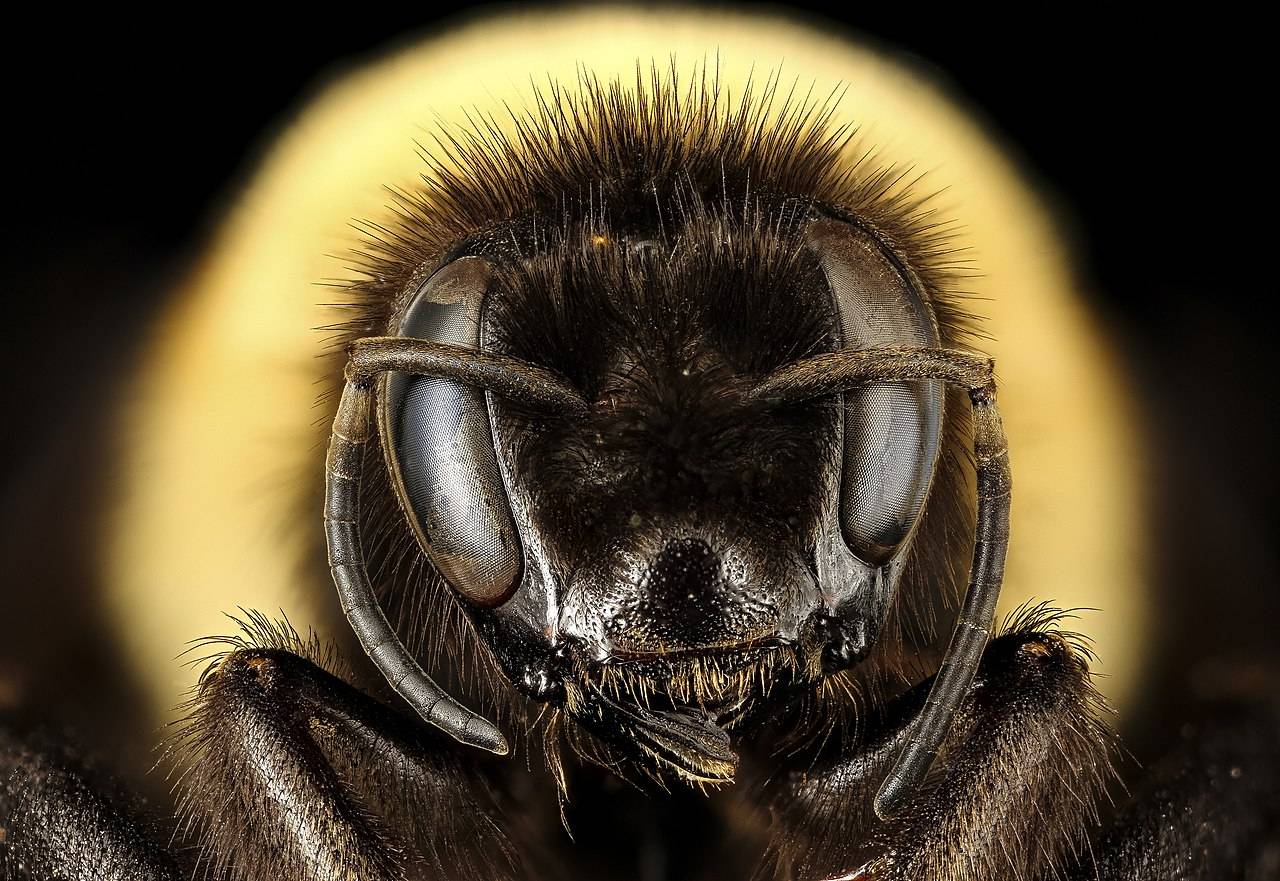 Abejorro ( Bombus). / Wikipedia