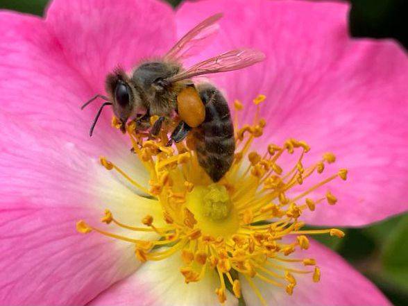 Abeja ibérica (Apis mellifera iberiensis)./ UAB