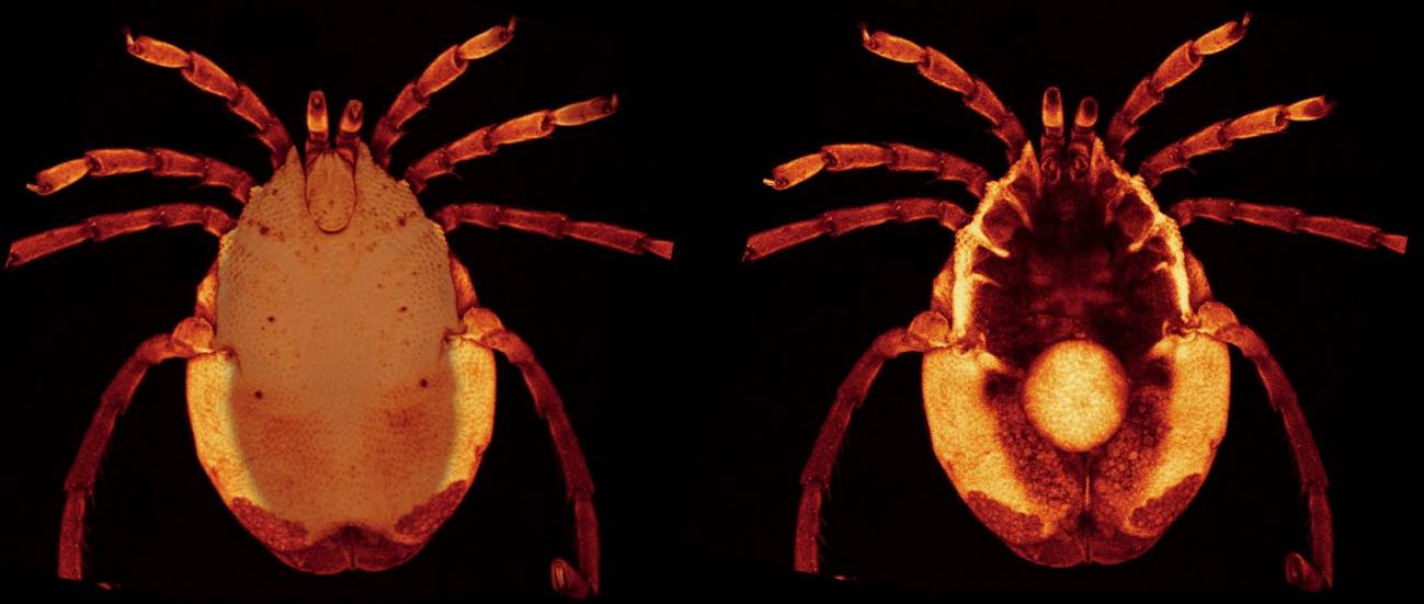 Ácaro
