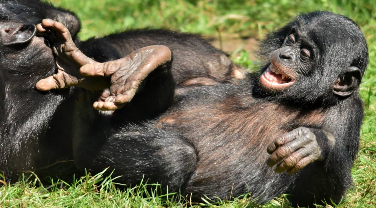 Bonobos jugando