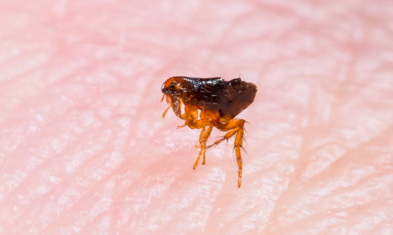 ‘Tunga penetrans’, causante de la tungiasis. / Adobe Stock
