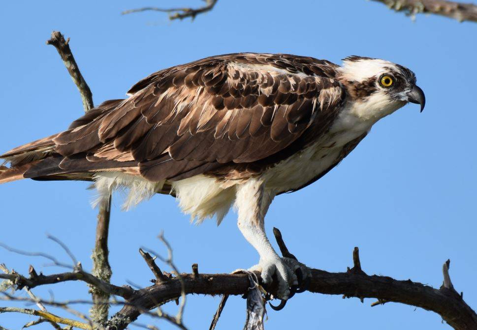 Águila pescadora