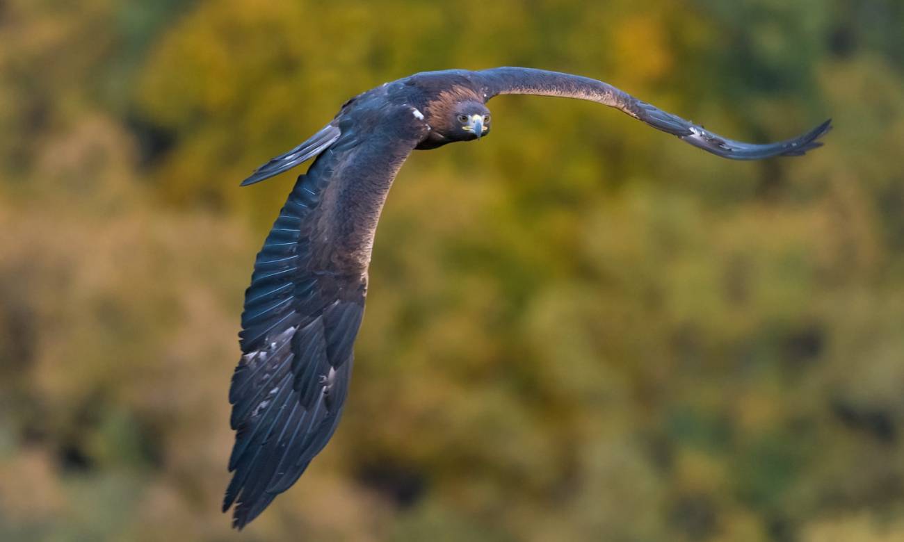 Un águila real en vuelo