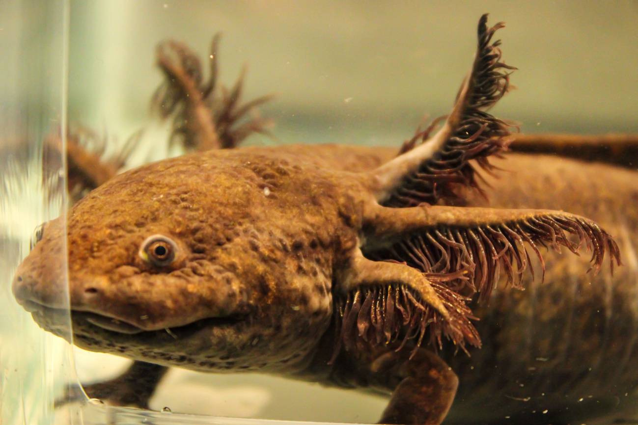 El ajolote 'Ambystoma mexicanum' solo se encuentra en Ciudad de México . / Restauración ecológica del Instituto de Biología UNAM, IBUNAM
