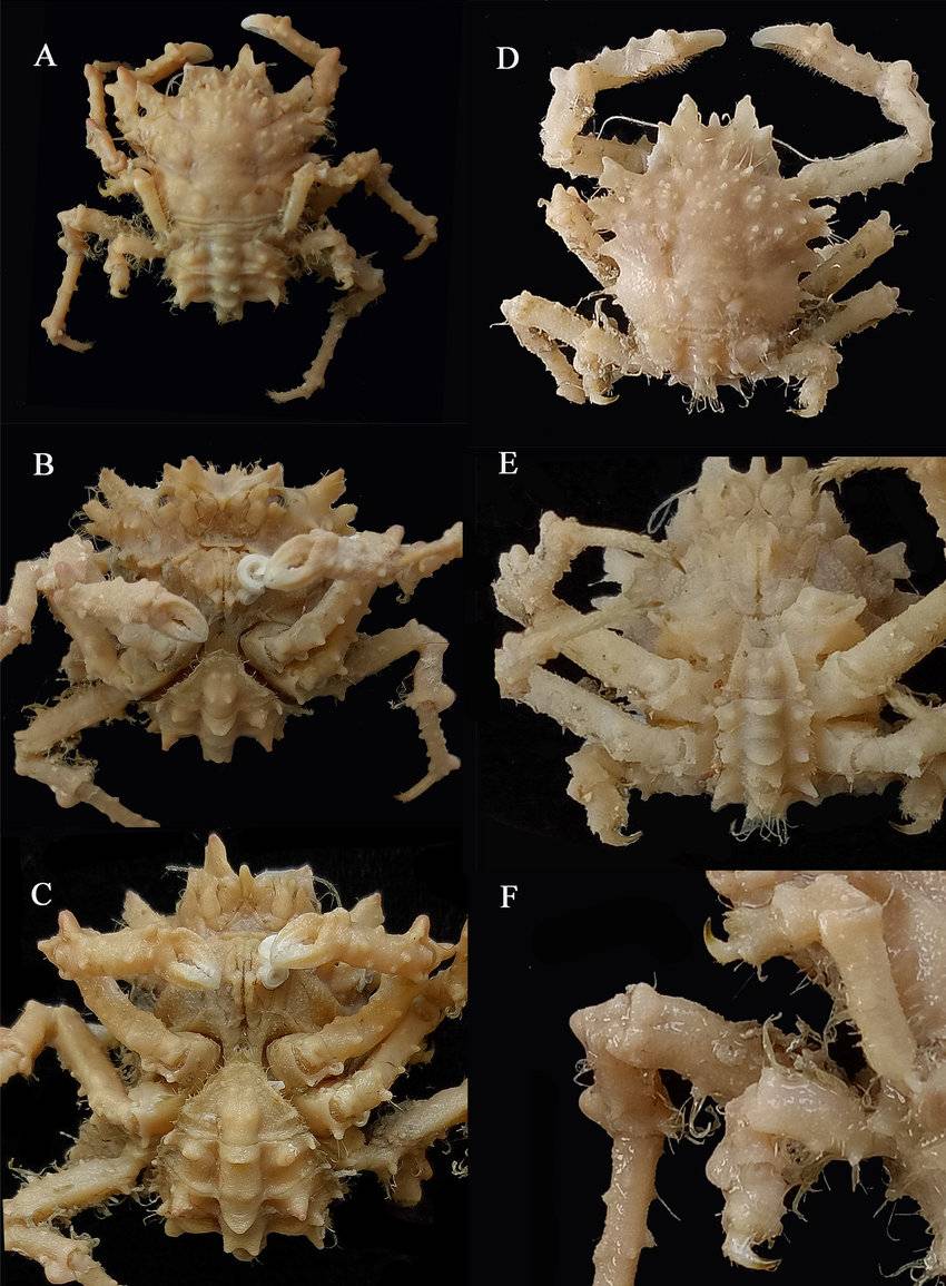 nuevas especies de cangrejos