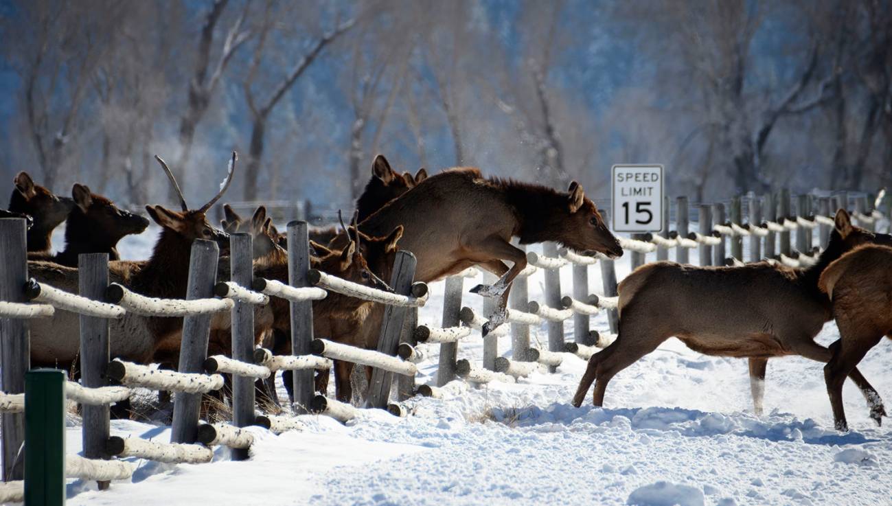 Varios alces saltan una valla