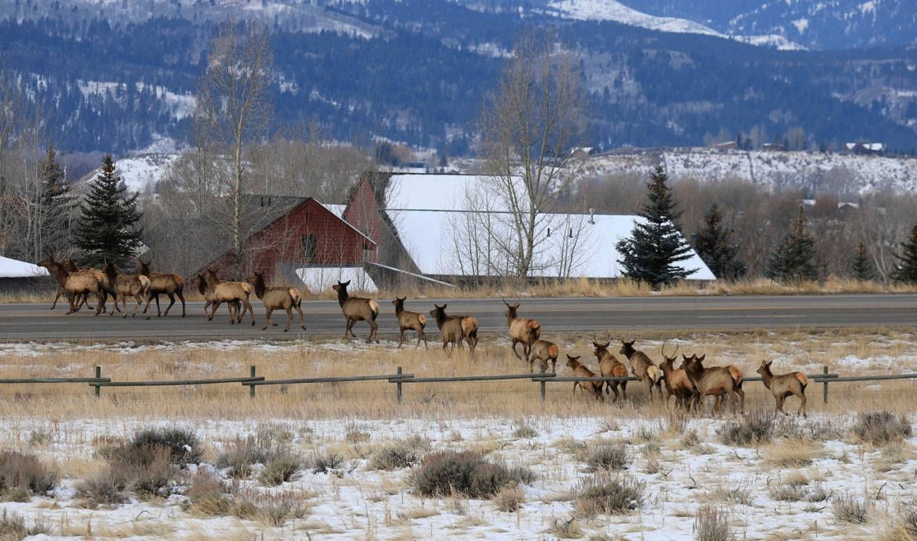 Imagen de una manada de alces cruzando la carretera