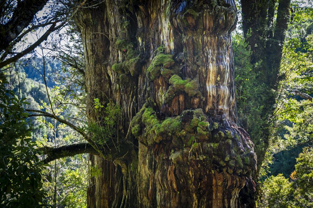 Lañilawal, también conocido como el alerce milenario Gran Abuelo / Alejandro Muñoz