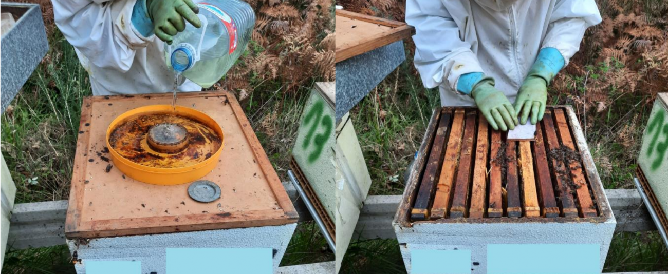 Alimentación líquida (izq) y torta proteica (dcha) en colmenas con presión de V. velutina. / Ana Diéguez Antón, Esther Ordoñez