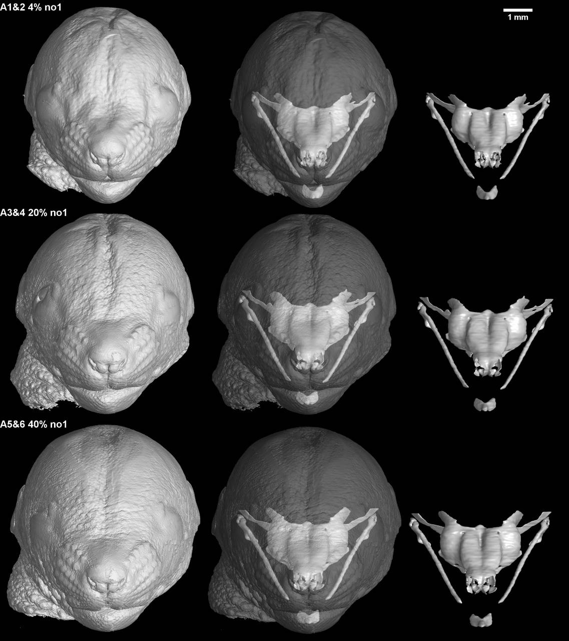 Rasgos faciales según la dieta
