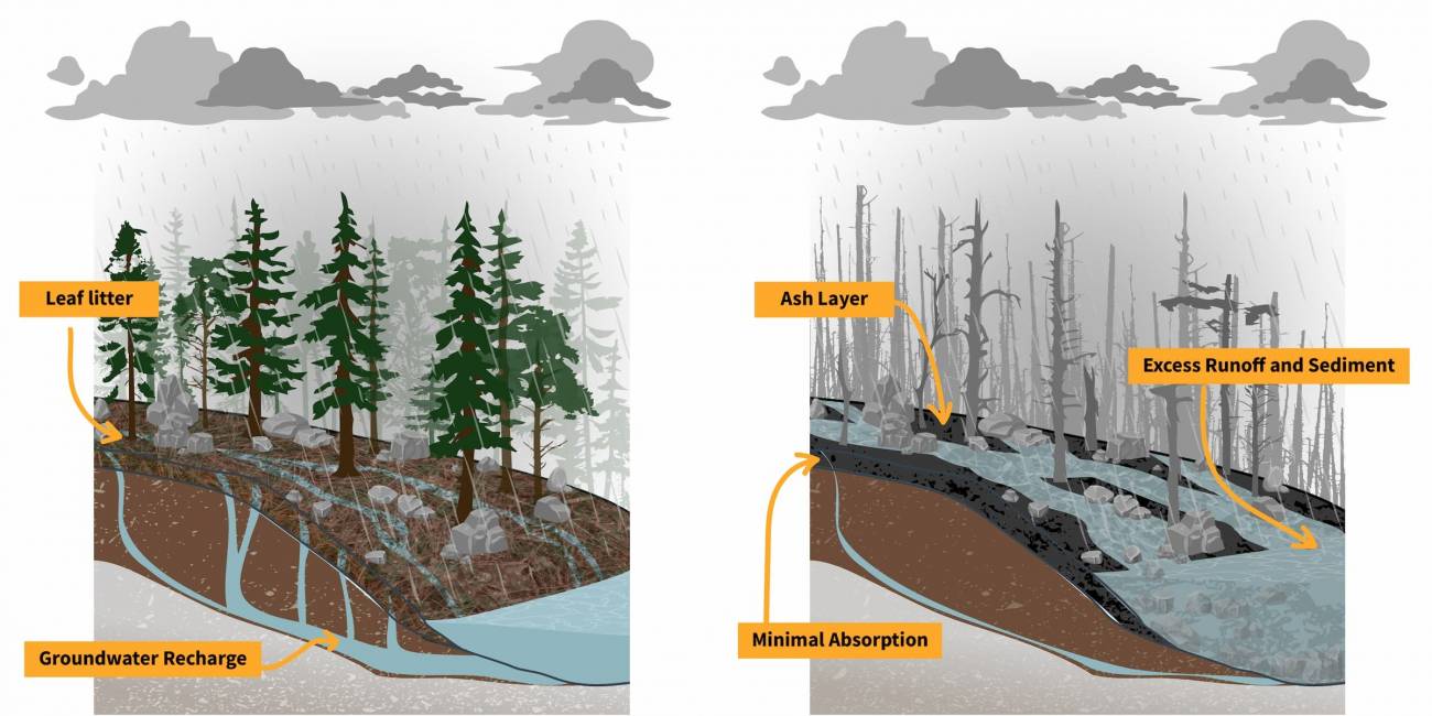 La capacidad de una cuenca hidrográfica boscosa para absorber y filtrar las precipitaciones (izquierda), pero después de un incendio, la cubierta vegetal, las propiedades del suelo y los patrones de flujo de agua son diferentes. / CIRES