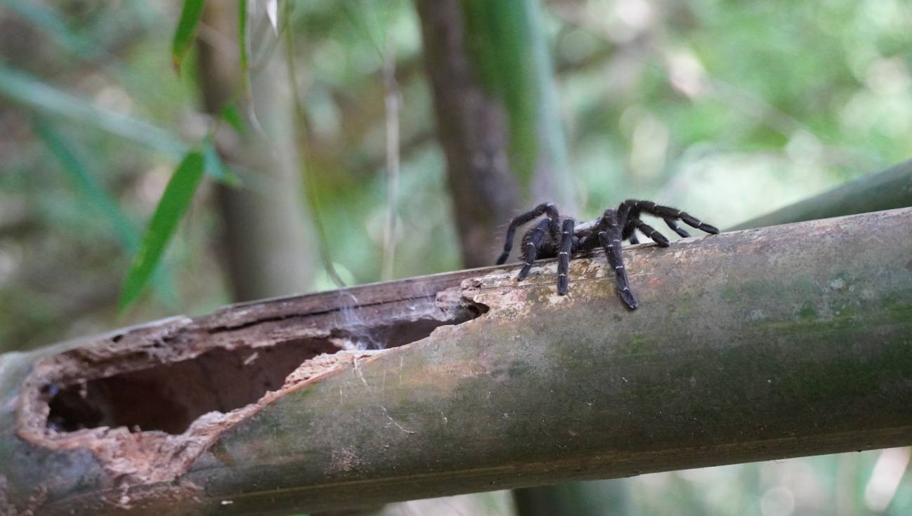 Araña