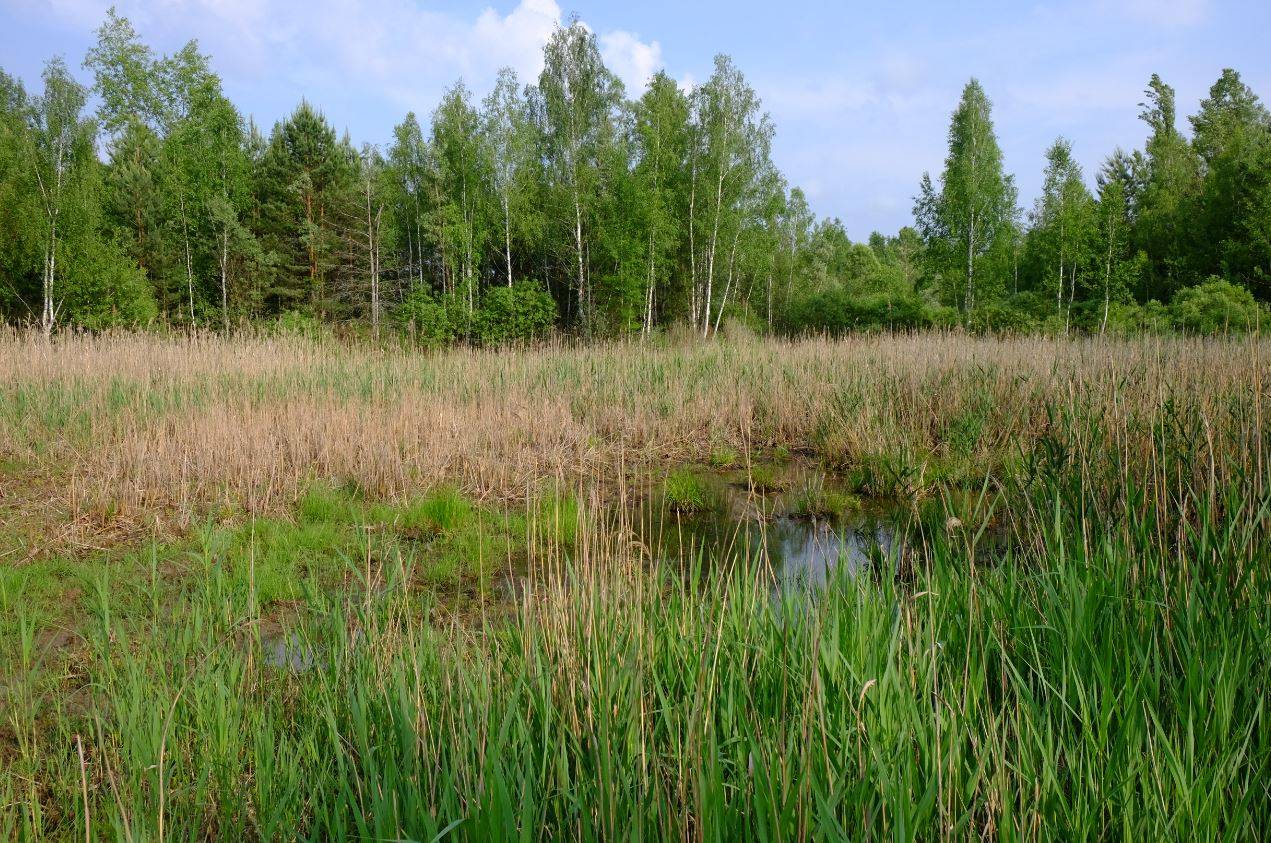 Área de Chernóbil