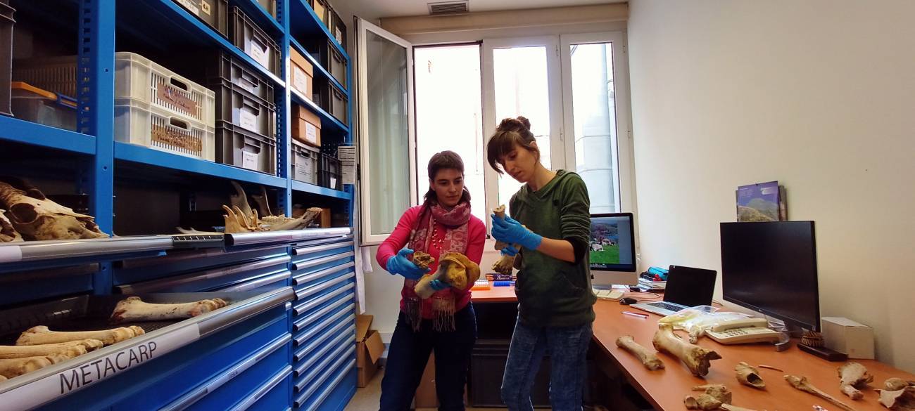 Silvia Valenzuela Lamas y Ariadna Nieto Espinet en el laboratorio de arqueozoología de la Institució Milà i Fontanals. / Lydia Gallego Barco