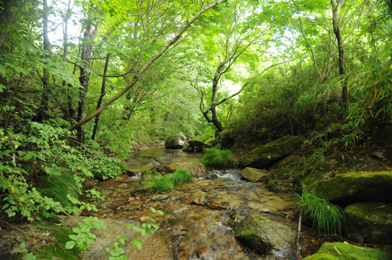 Arroyo
