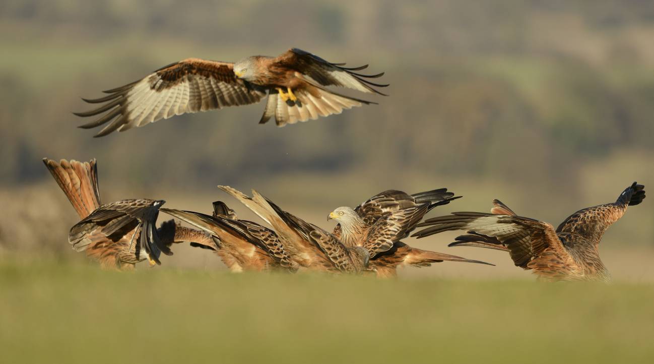Aves rapaces
