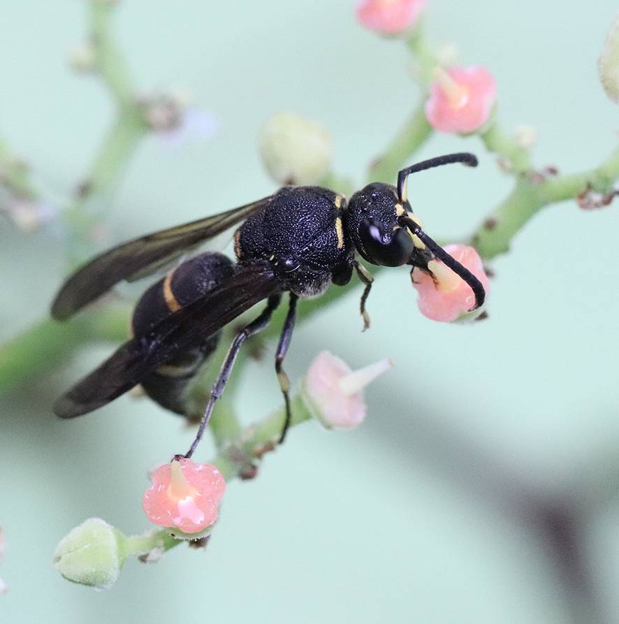 Avispa macho de la especie 'Anterhynchium gibbifrons'./ Current Biology/Sugiura et al.