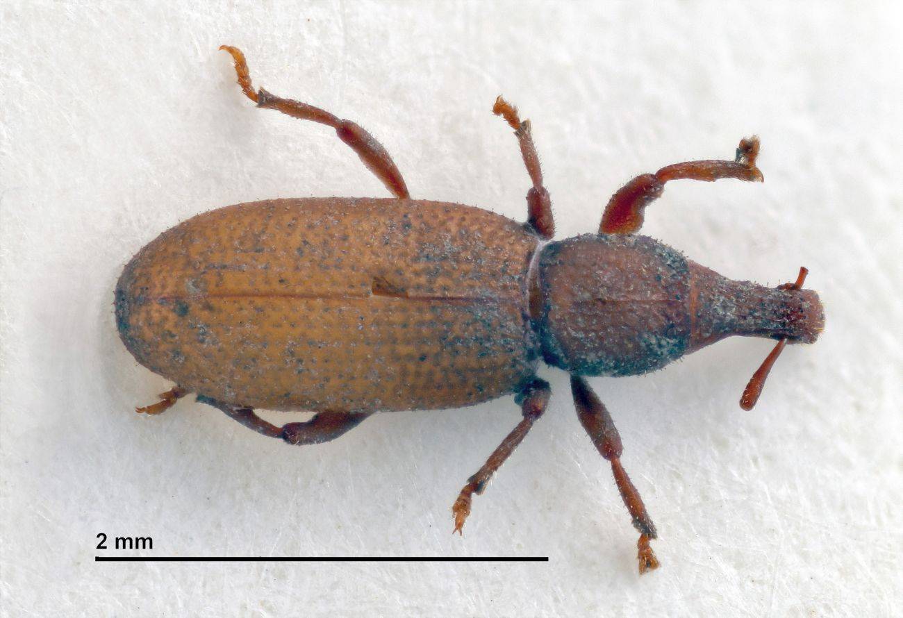 La especie 'Baeza madai'. / A. Machado