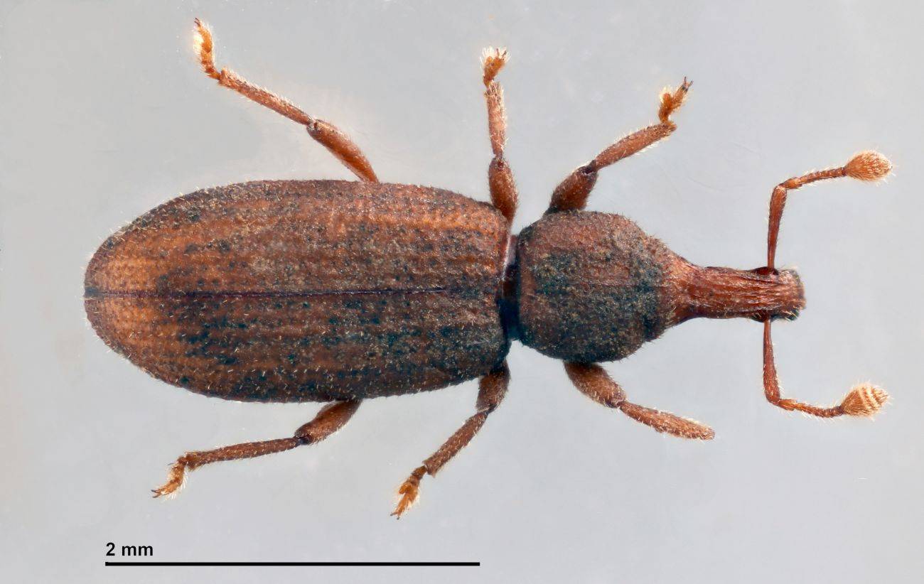 La especie 'Baezia tizziri'. / A. Machado