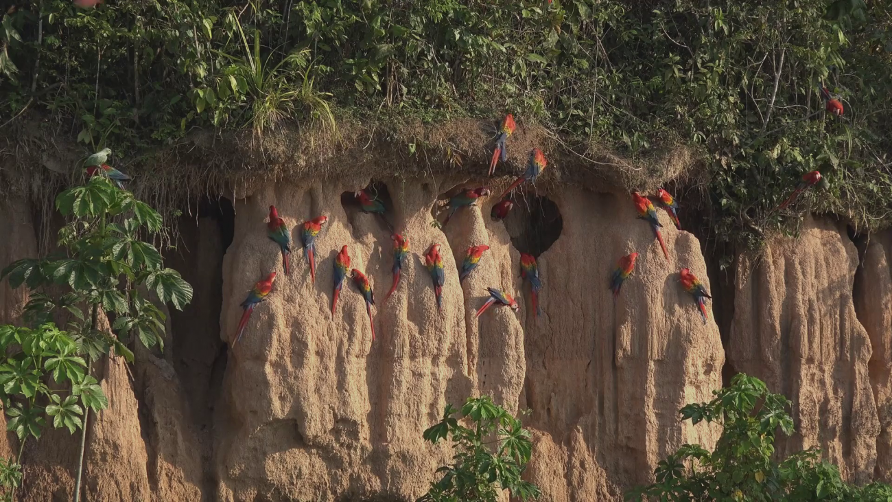 Guacamayos coloridos en un saladero de arcilla en la Amazonía peruana. Se recolectaron plumas de estas aves silvestres en estos lugares de congregación. / Balazs Tisza