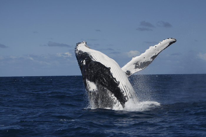 ballena jorobada saltando fuera del agua