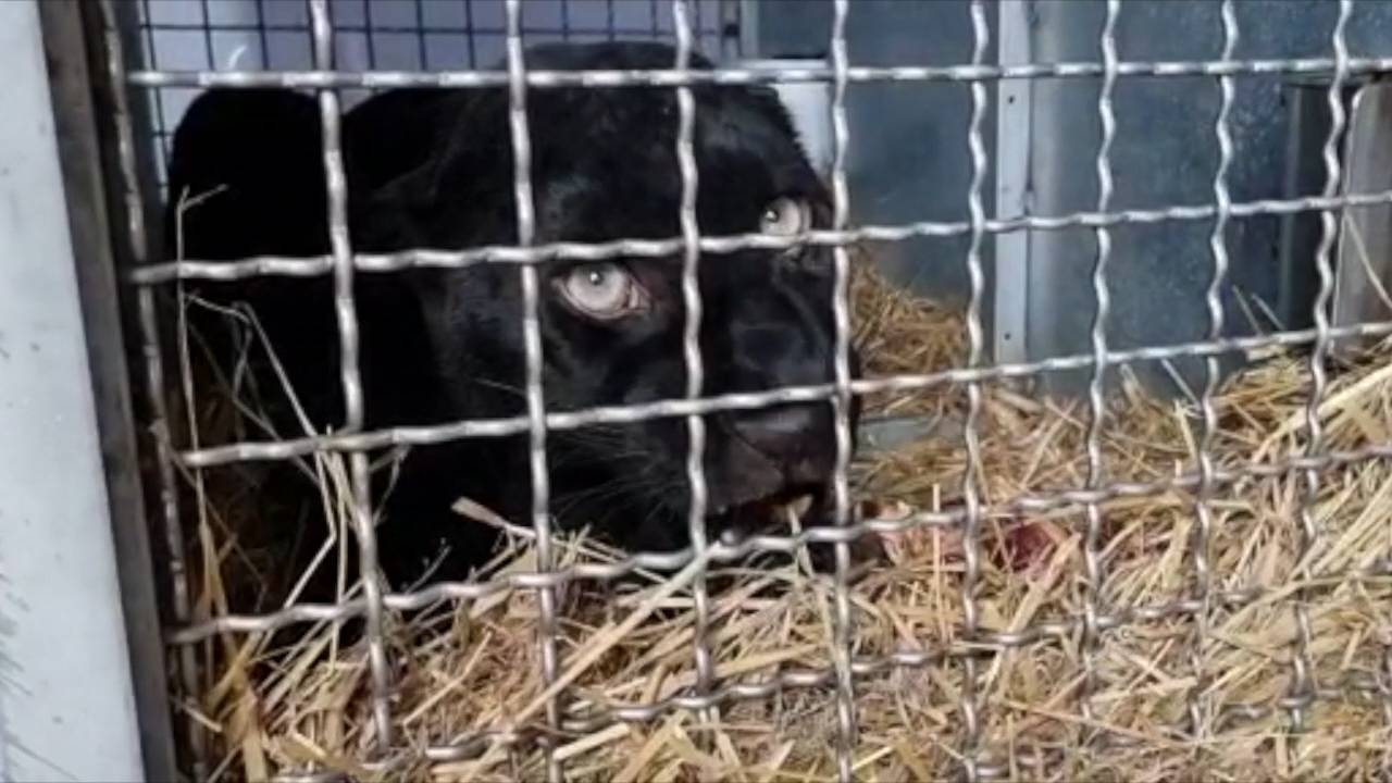 Leopardo melánico, comúnmente conocido como pantera negra, decomisado por las autoridades letonas tras ser encontrado malviviendo ilegalmente en un apartamento en Riga. / AAP Primadomus