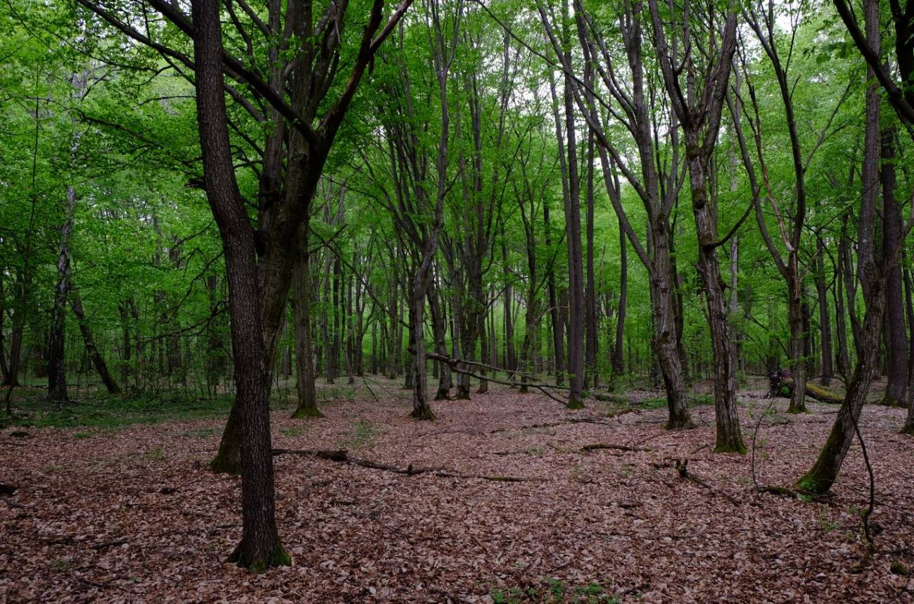 Bosque