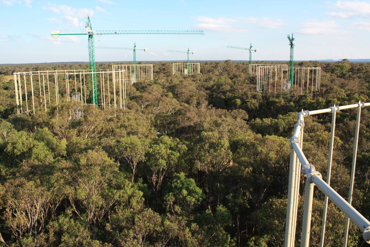 Vista aérea del experimento realizado en el bosque australiano