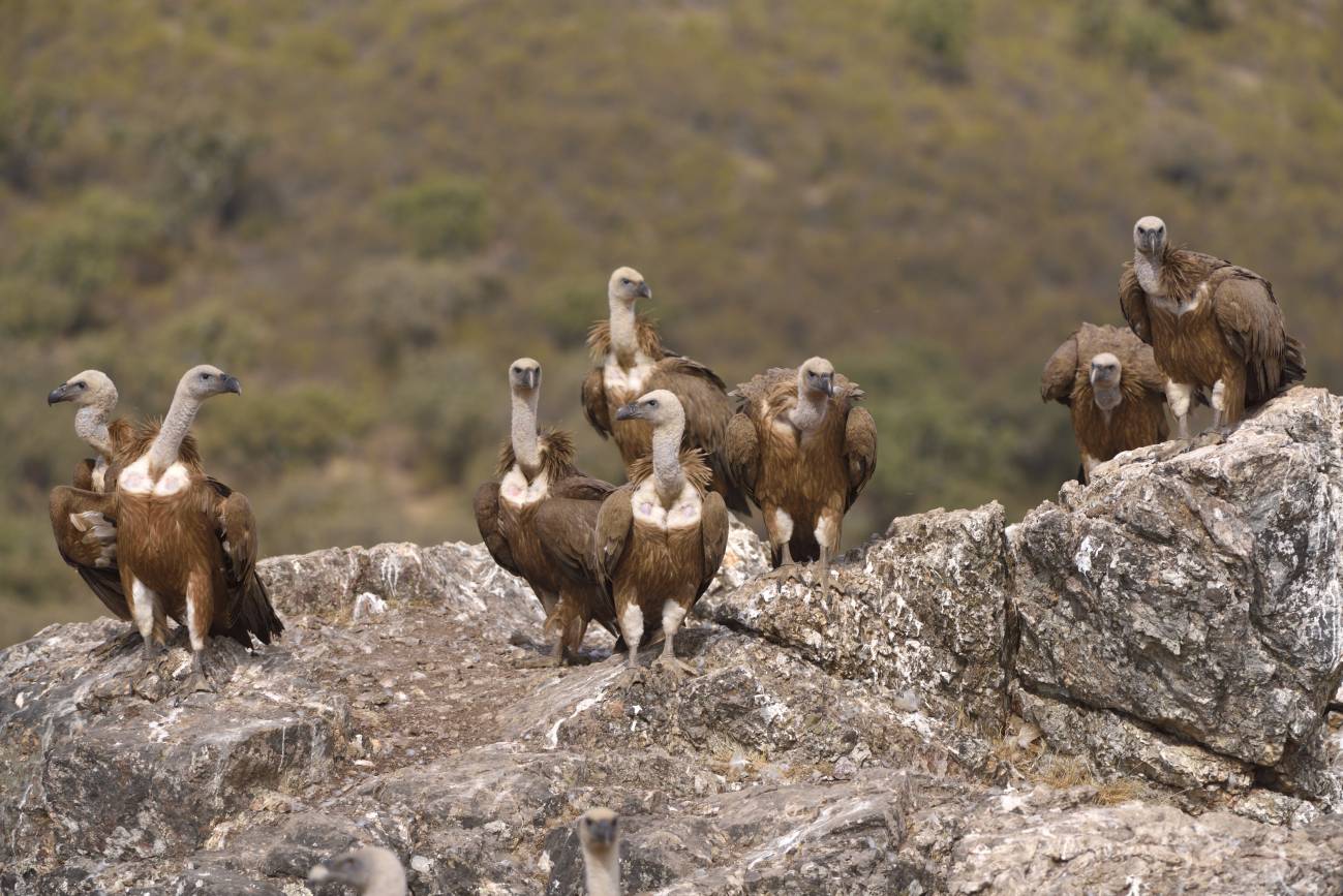 Buitre leonado​ (Gyps fulvus). / © Herminio M. Muñiz