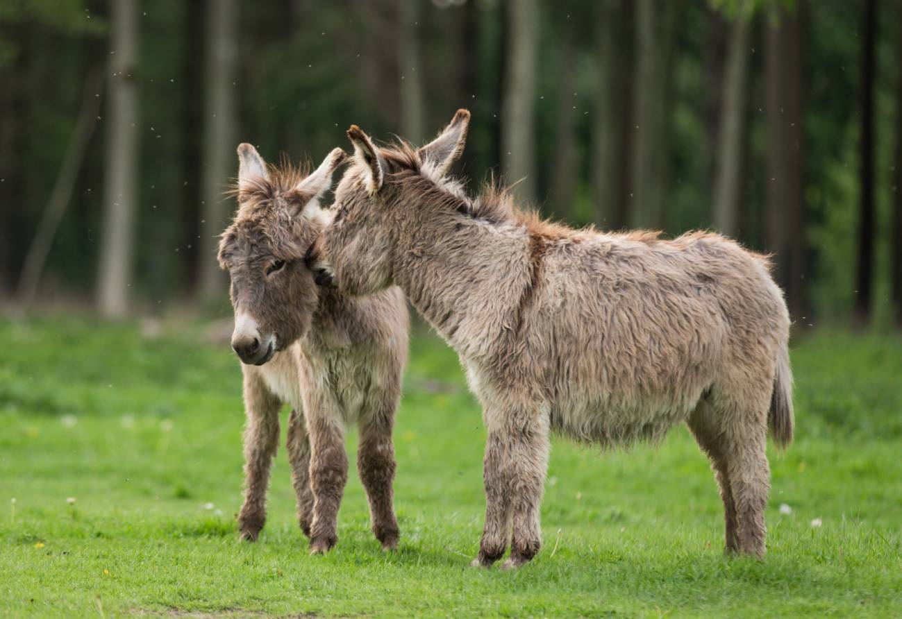 Burros del zoológico de Copenhague