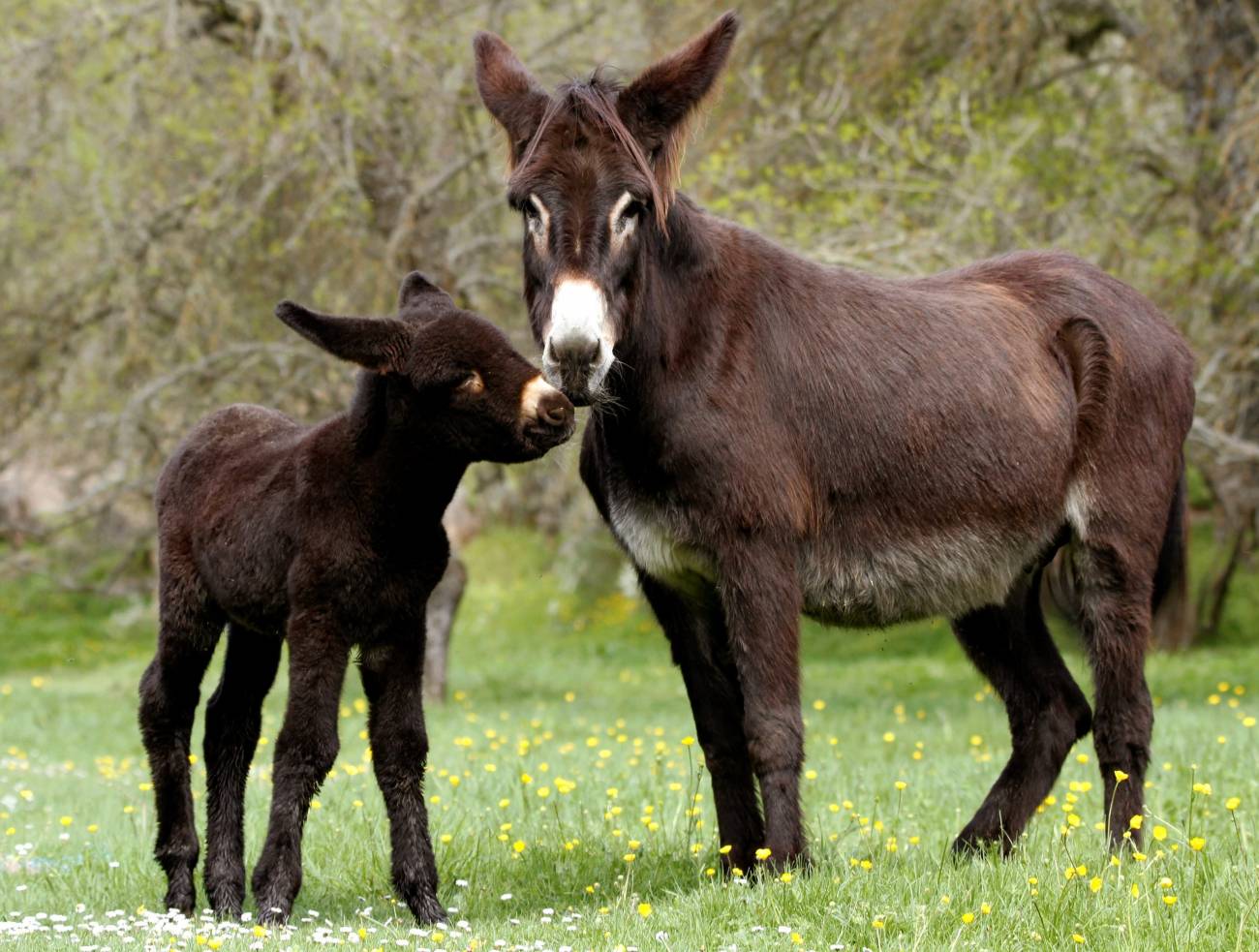 Burros Miranda