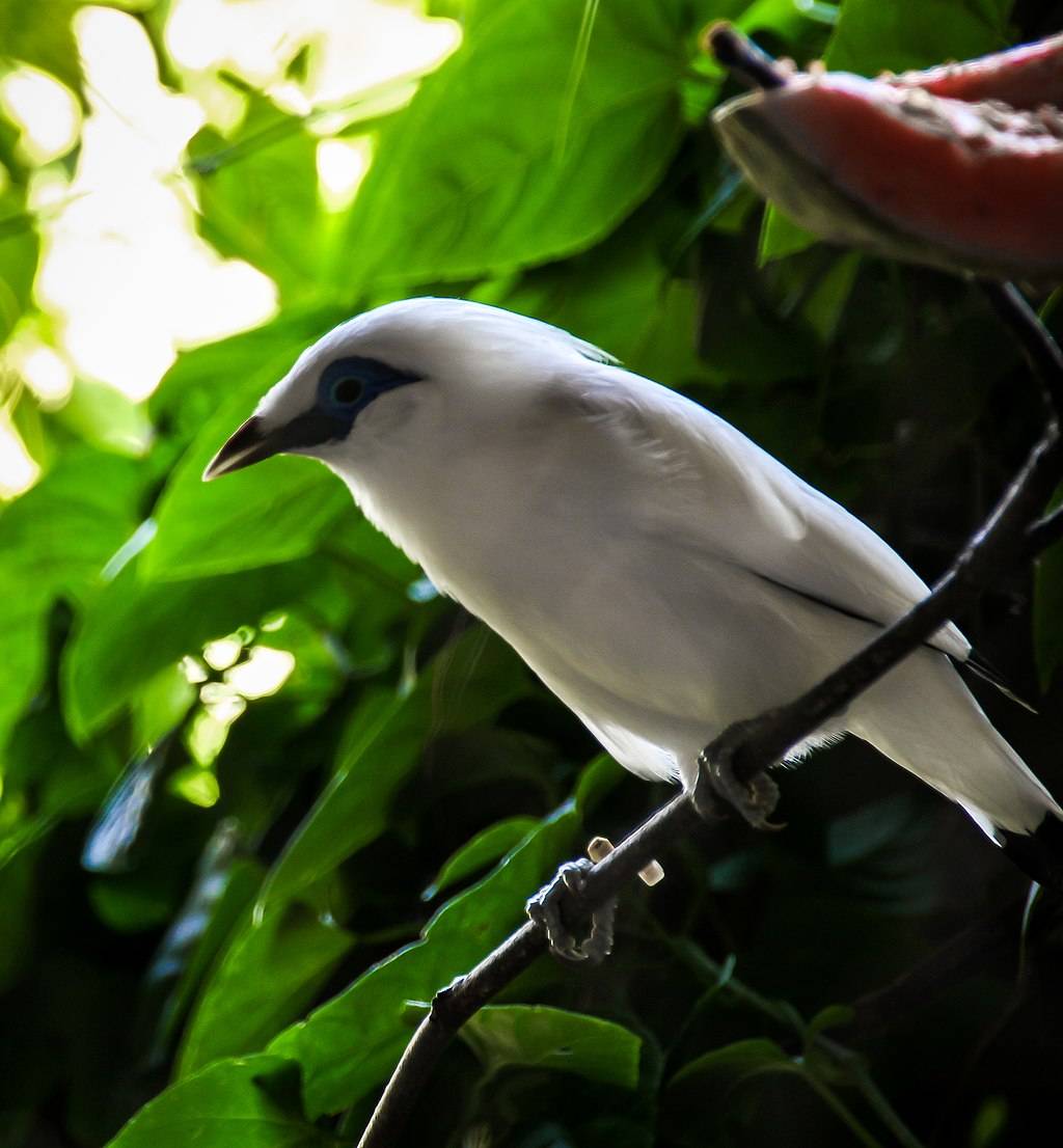 Estornino de Bali