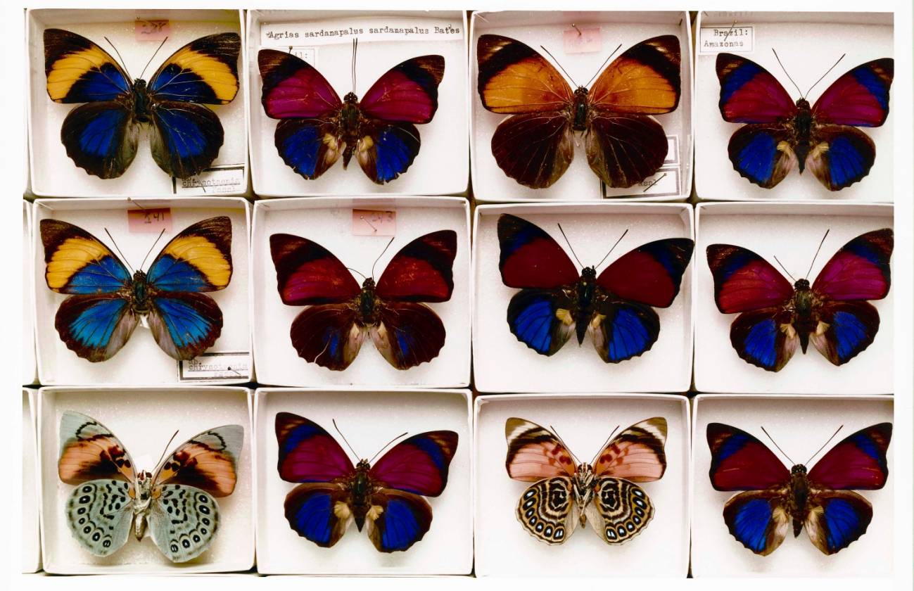Ejemplares de mariposa