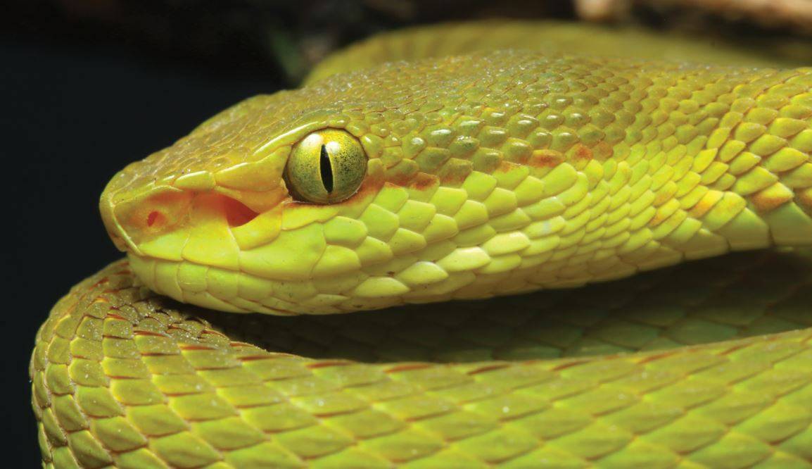 Cabeza de la serpiente de Salazar